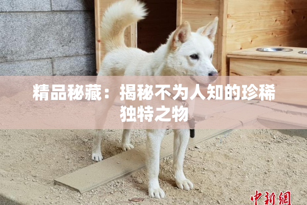 精品秘藏：揭秘不为人知的珍稀独特之物