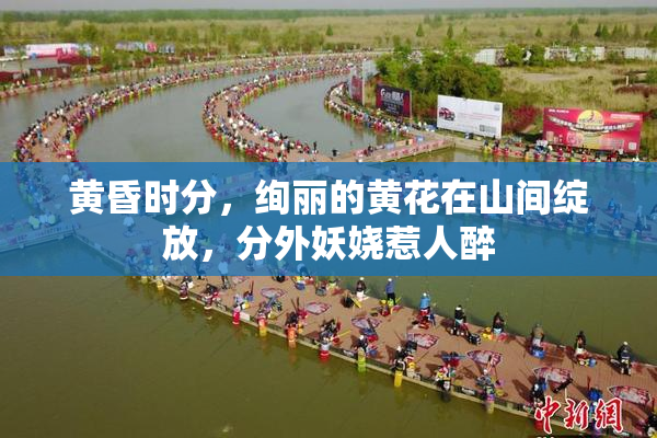 黄昏时分，绚丽的黄花在山间绽放，分外妖娆惹人醉
