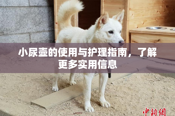 小尿壶的使用与护理指南，了解更多实用信息