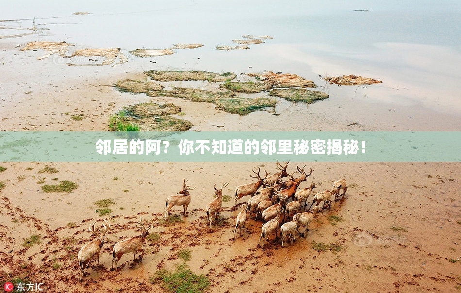 邻居的阿？你不知道的邻里秘密揭秘！