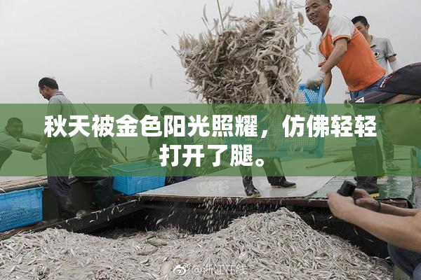 秋天被金色阳光照耀，仿佛轻轻打开了腿。