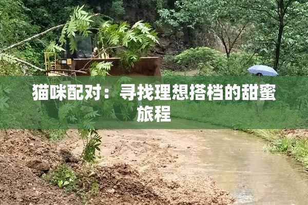 猫咪配对：寻找理想搭档的甜蜜旅程