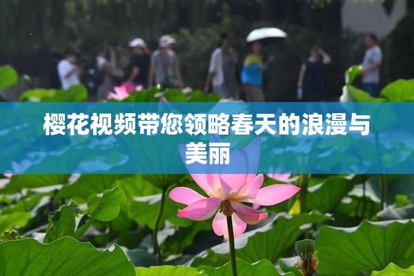 樱花视频带您领略春天的浪漫与美丽