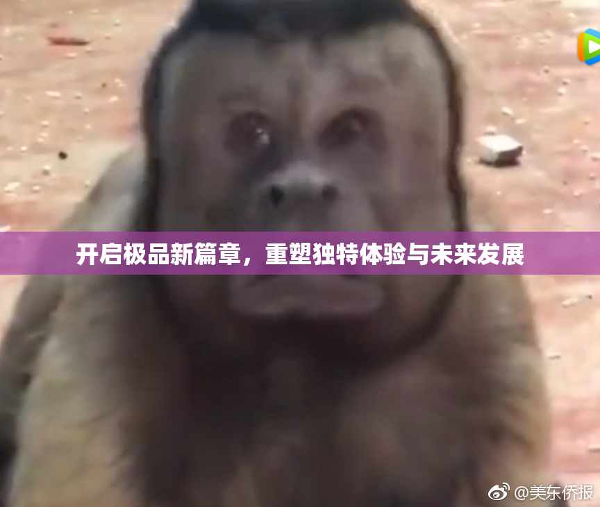 开启极品新篇章，重塑独特体验与未来发展