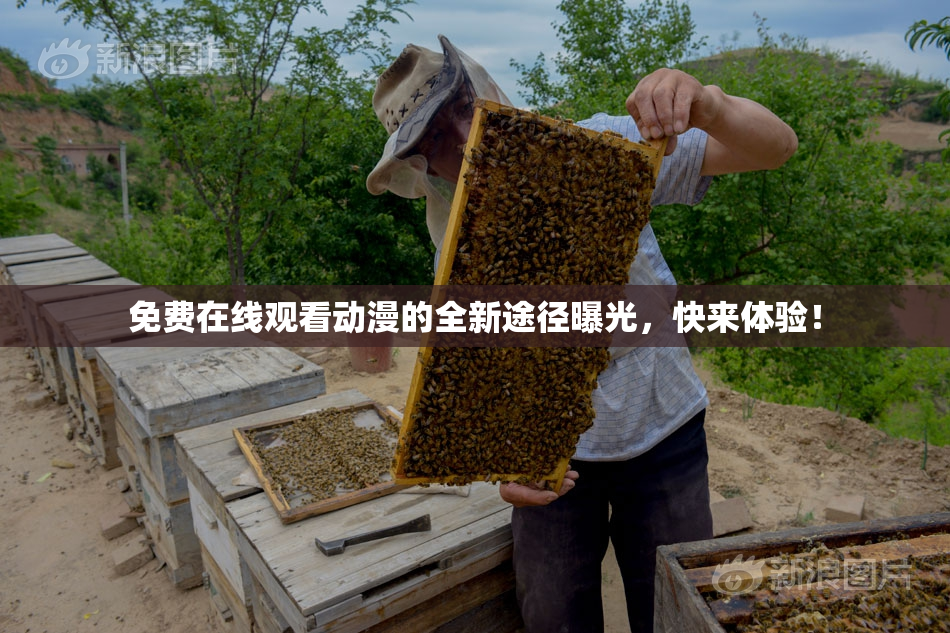免费在线观看动漫的全新途径曝光，快来体验！