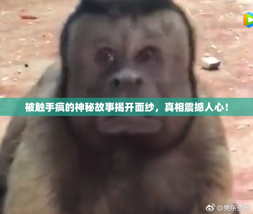 被触手疯的神秘故事揭开面纱，真相震撼人心！