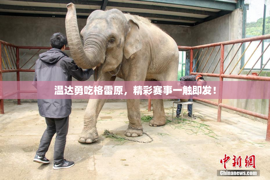 温达勇吃格雷原，精彩赛事一触即发！