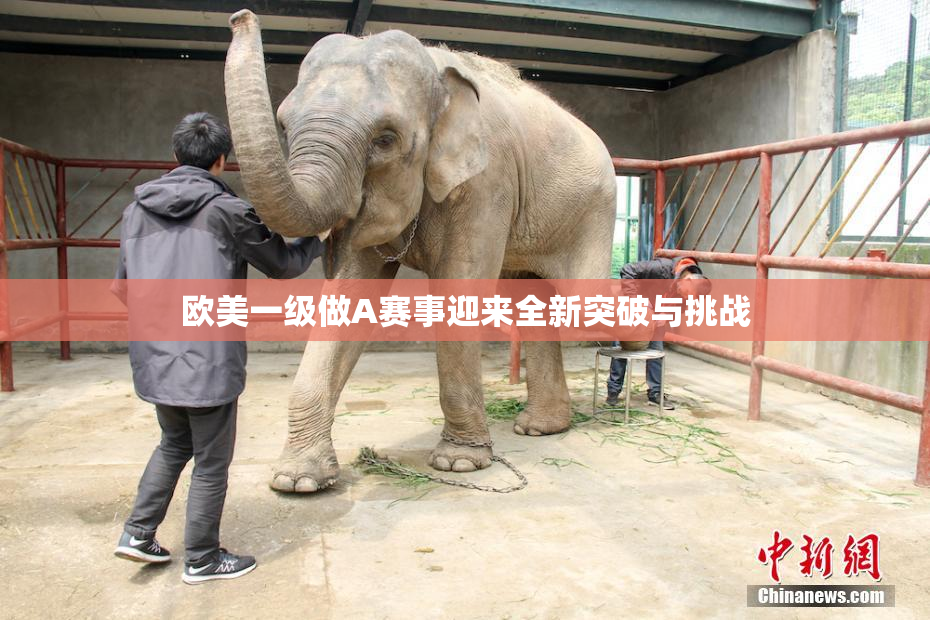欧美一级做A赛事迎来全新突破与挑战
