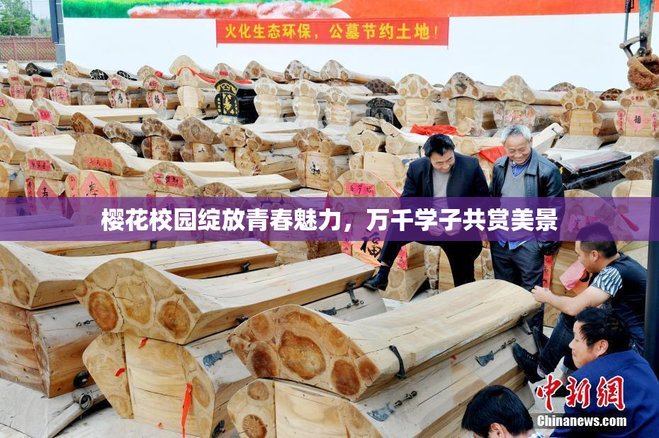 樱花校园绽放青春魅力，万千学子共赏美景