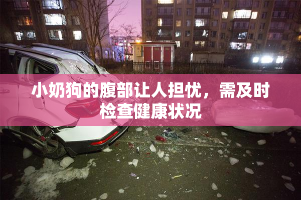 小奶狗的腹部让人担忧，需及时检查健康状况