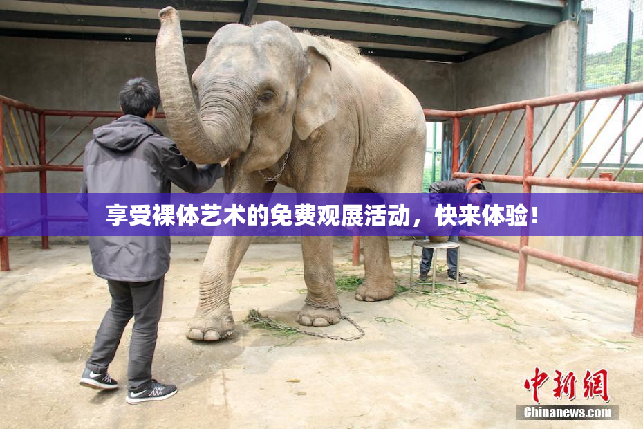 享受裸体艺术的免费观展活动，快来体验！