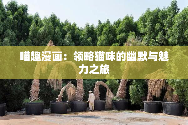 喵趣漫画：领略猫咪的幽默与魅力之旅