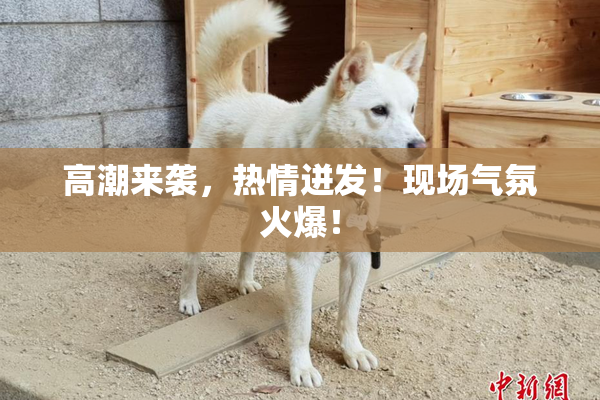 高潮来袭，热情迸发！现场气氛火爆！
