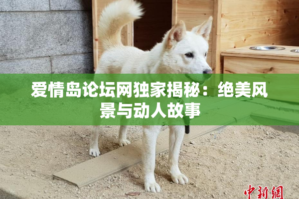 爱情岛论坛网独家揭秘：绝美风景与动人故事