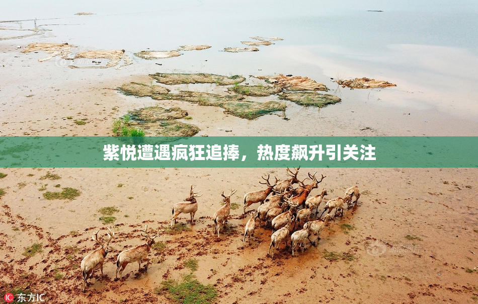紫悦遭遇疯狂追捧，热度飙升引关注
