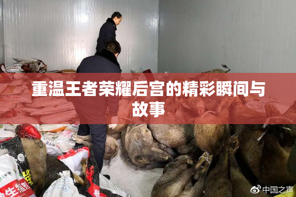 重温王者荣耀后宫的精彩瞬间与故事