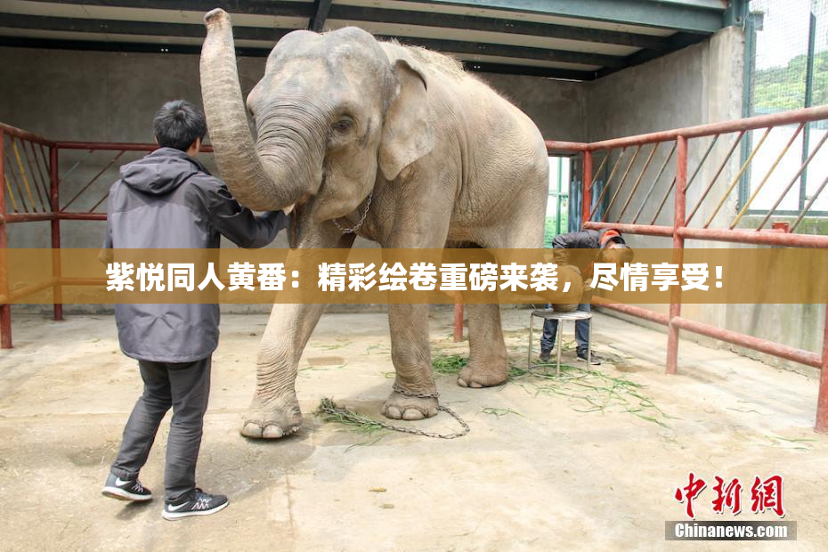 紫悦同人黄番：精彩绘卷重磅来袭，尽情享受！