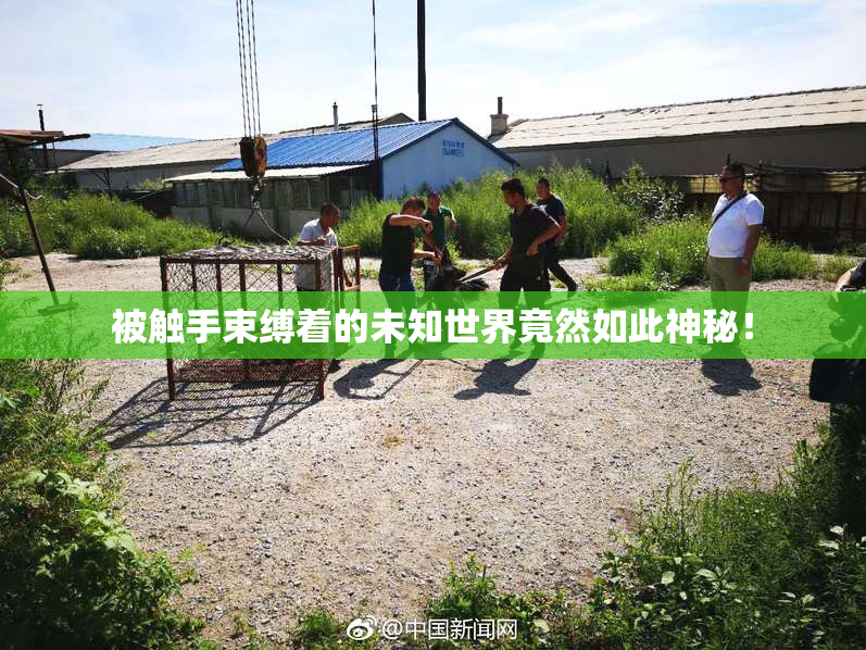 被触手束缚着的未知世界竟然如此神秘！