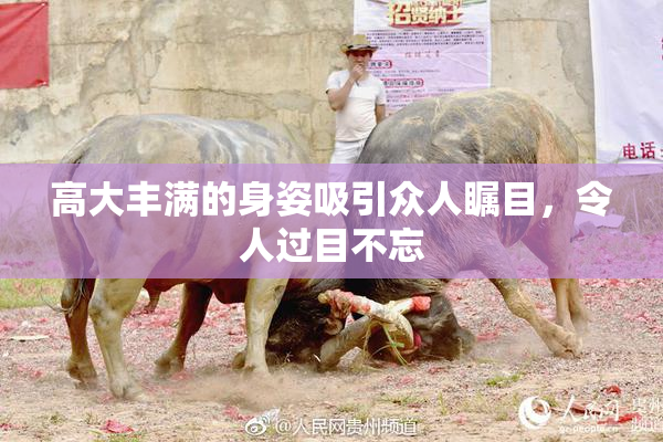 高大丰满的身姿吸引众人瞩目，令人过目不忘