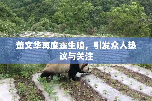 董文华再度露生殖，引发众人热议与关注