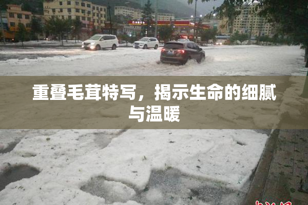 重叠毛茸特写，揭示生命的细腻与温暖