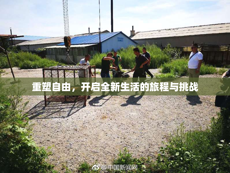 重塑自由，开启全新生活的旅程与挑战