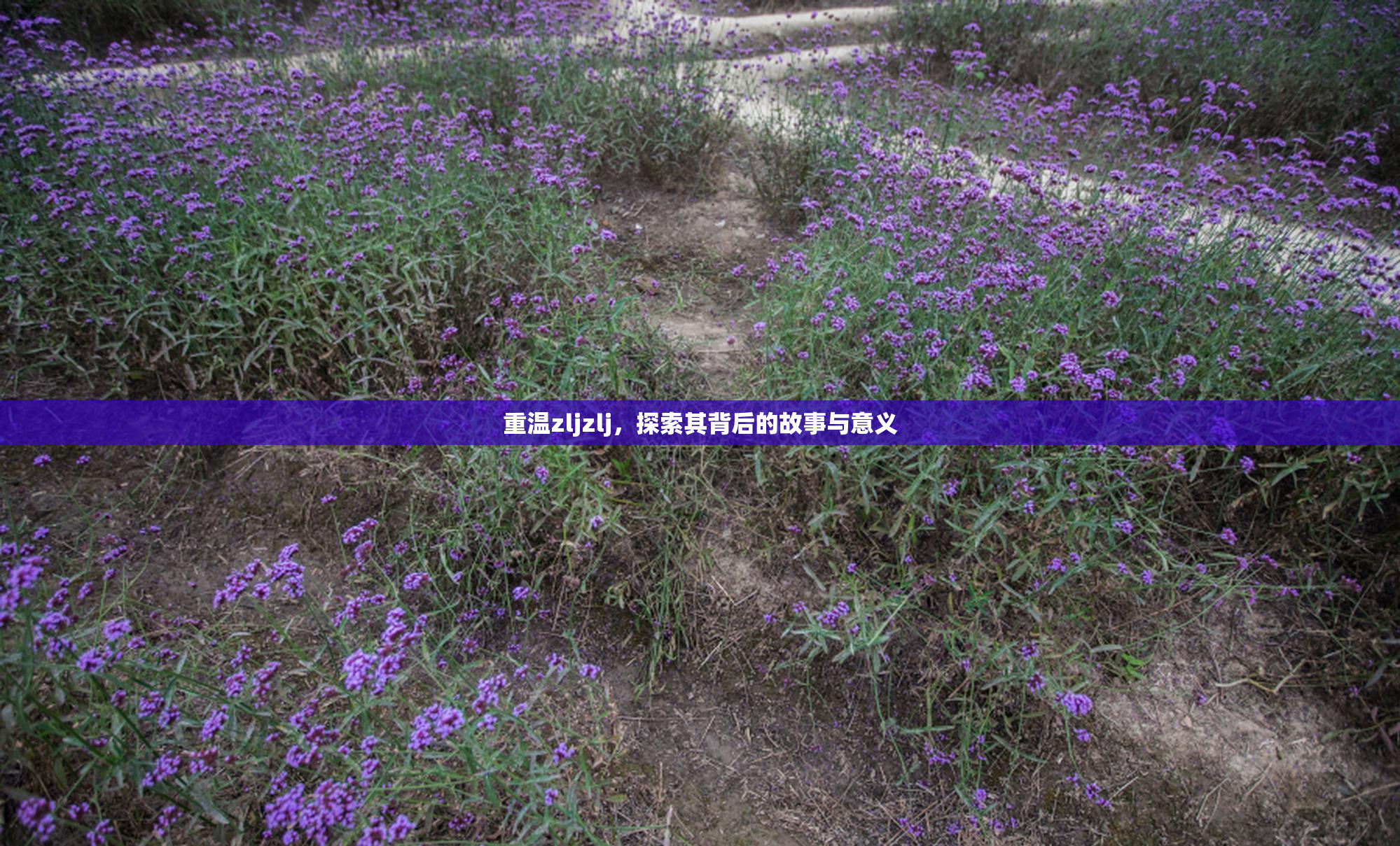 重温zljzlj，探索其背后的故事与意义