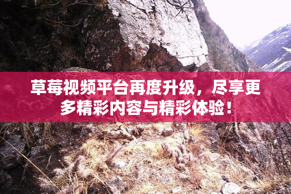 草莓视频平台再度升级，尽享更多精彩内容与精彩体验！