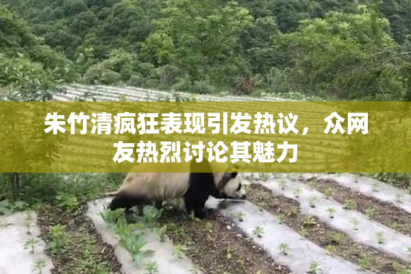 朱竹清疯狂表现引发热议，众网友热烈讨论其魅力