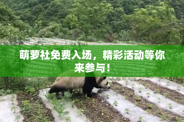 萌萝社免费入场，精彩活动等你来参与！