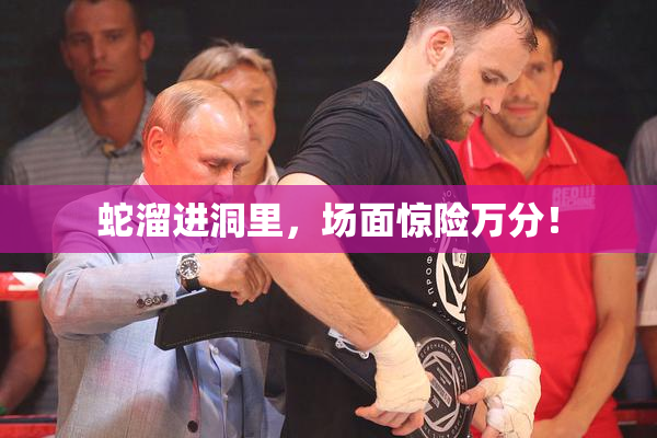 蛇溜进洞里，场面惊险万分！