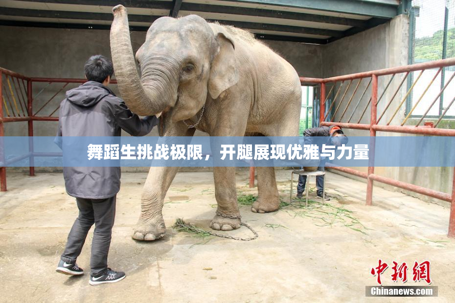 舞蹈生挑战极限，开腿展现优雅与力量