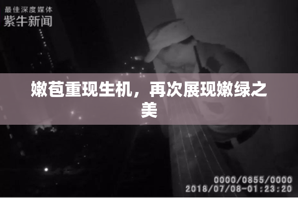 嫩苞重现生机，再次展现嫩绿之美