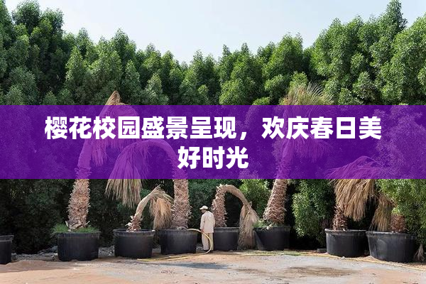 樱花校园盛景呈现，欢庆春日美好时光