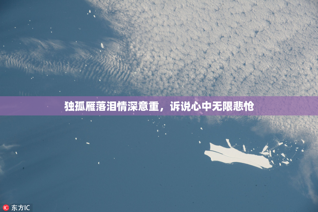 独孤雁落泪情深意重，诉说心中无限悲怆