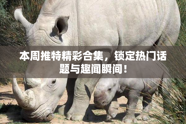 本周推特精彩合集，锁定热门话题与趣闻瞬间！