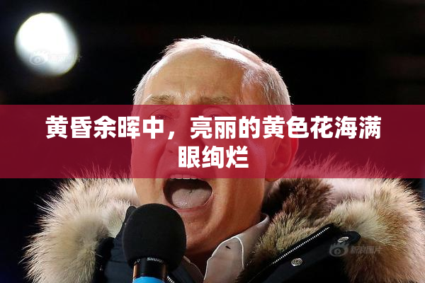 黄昏余晖中，亮丽的黄色花海满眼绚烂