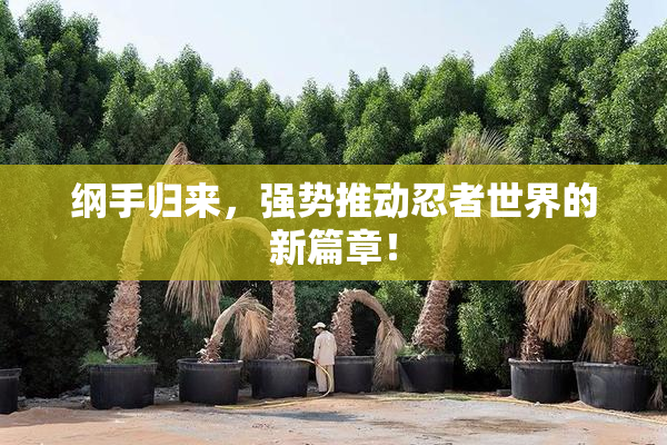 纲手归来，强势推动忍者世界的新篇章！