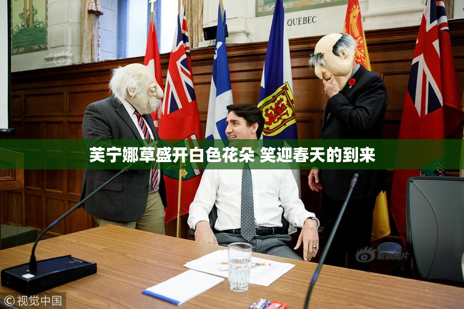 芙宁娜草盛开白色花朵 笑迎春天的到来
