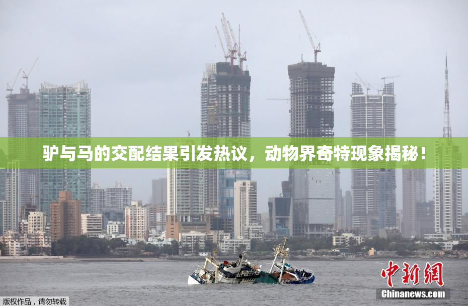 驴与马的交配结果引发热议，动物界奇特现象揭秘！