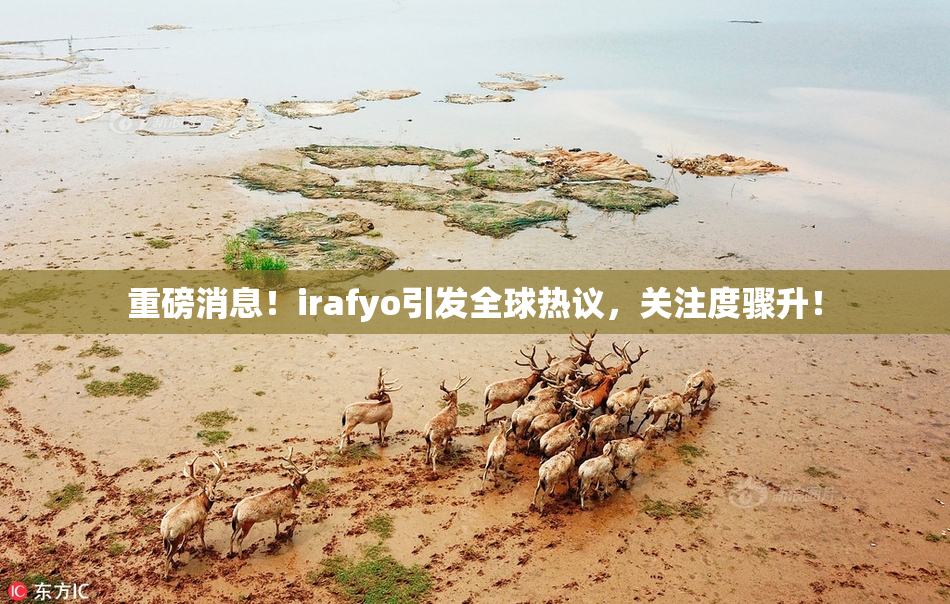 重磅消息！irafyo引发全球热议，关注度骤升！