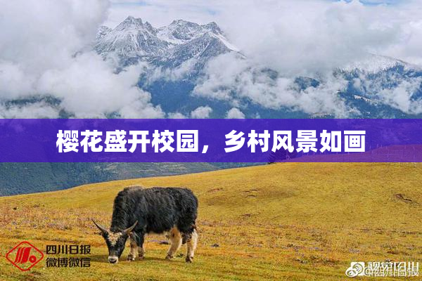 樱花盛开校园，乡村风景如画