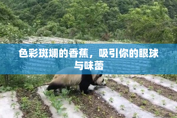 色彩斑斓的香蕉，吸引你的眼球与味蕾