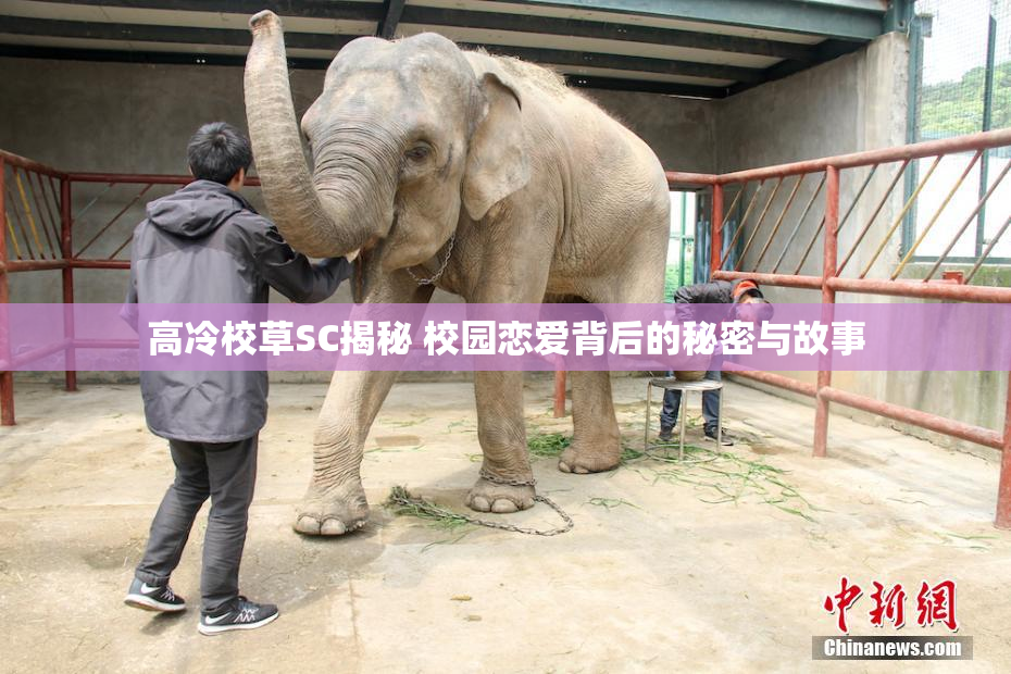 高冷校草SC揭秘 校园恋爱背后的秘密与故事