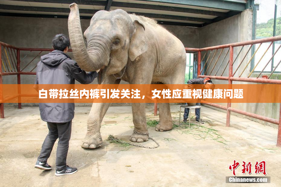 白带拉丝内裤引发关注，女性应重视健康问题