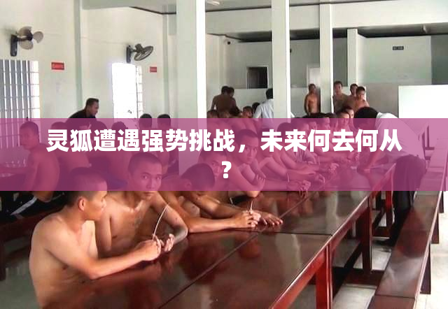灵狐遭遇强势挑战，未来何去何从？