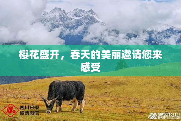 樱花盛开，春天的美丽邀请您来感受