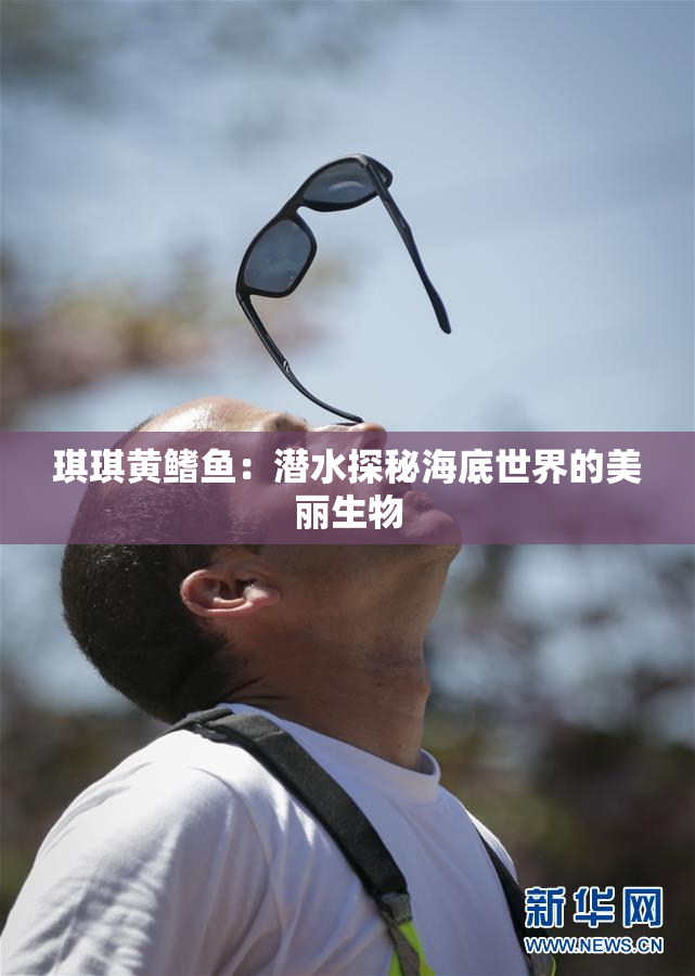 琪琪黄鳍鱼：潜水探秘海底世界的美丽生物