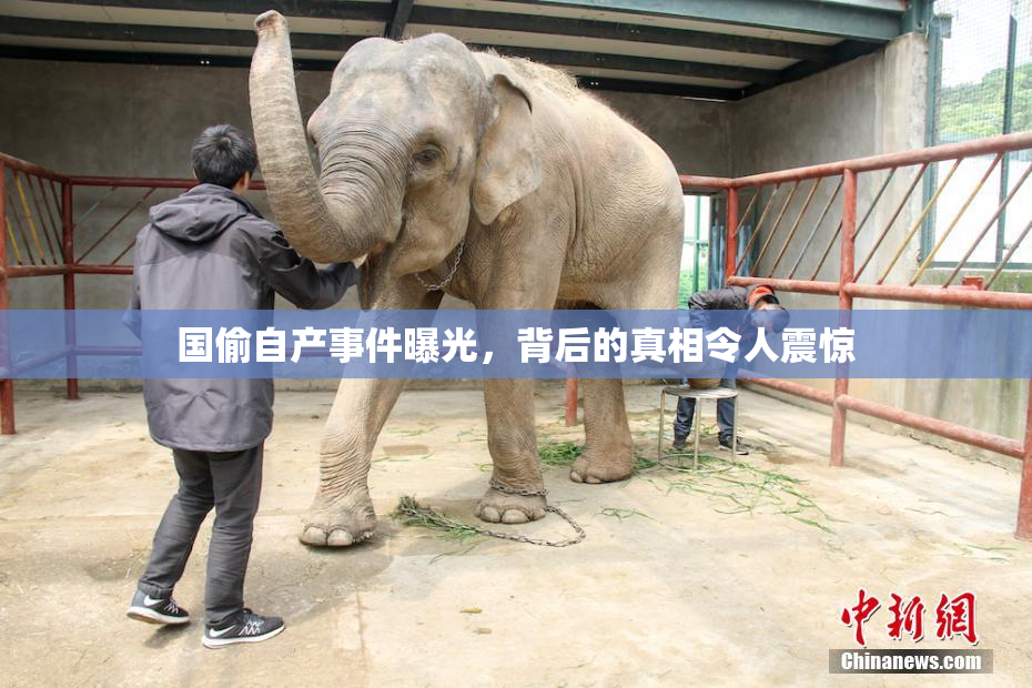 国偷自产事件曝光，背后的真相令人震惊