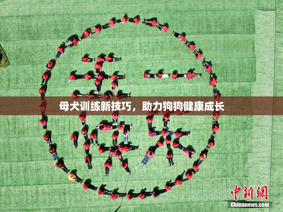 母犬训练新技巧，助力狗狗健康成长
